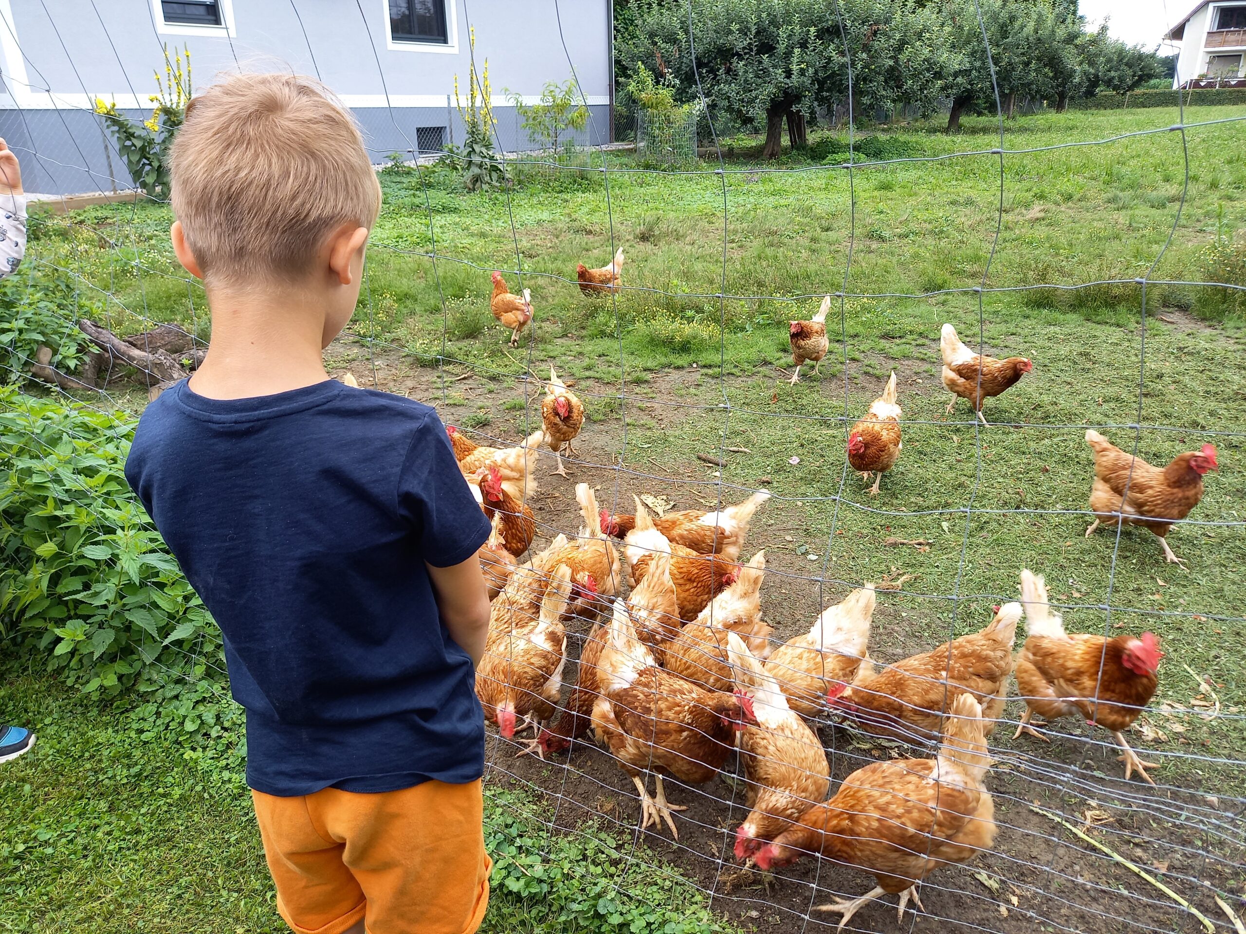 „von der Henne zum Ei ….“ – im Hühnerwagen von Familie Zweiger