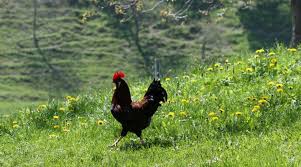 „Kindergarten-Kinder am Bauernhof“ – vulgo Schneiderbauer in Fluttendorf
